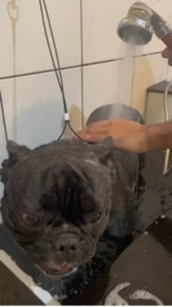 Dia de banho 