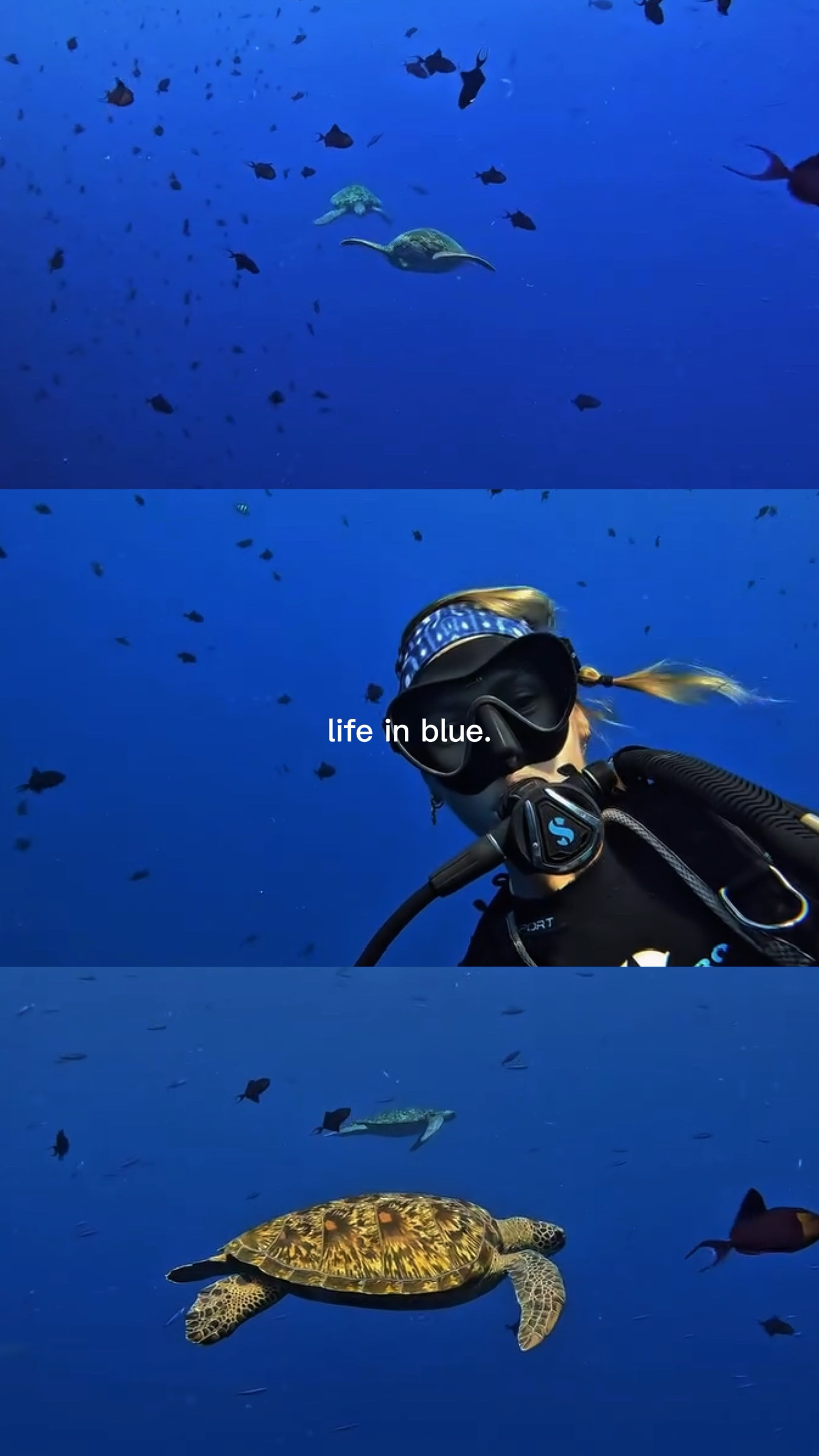 La vie en bleu