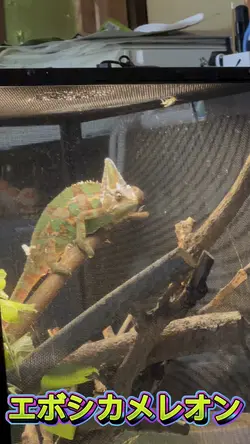エボシカメレオン