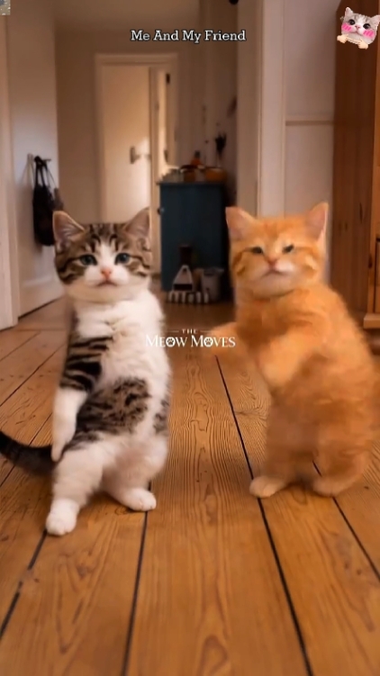 ¡Gato Divertido! 