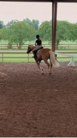Rode Honey tdy
