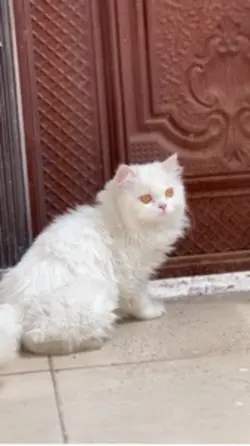 Persian Cat