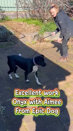 Rescue dog Onyx