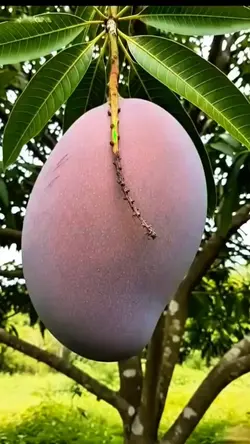 meme mango