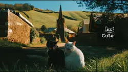 Cute Cat