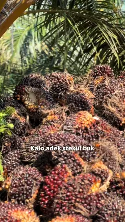 ANAK IBUK S2