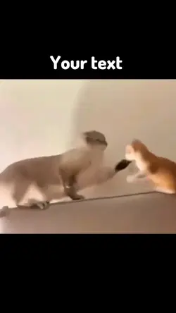 Cat funny meme