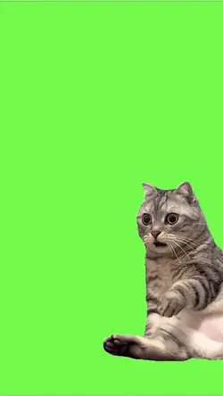 Cat shocked face