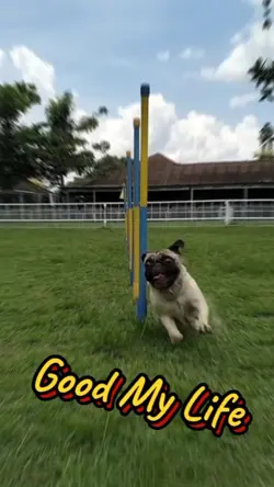 agility dog