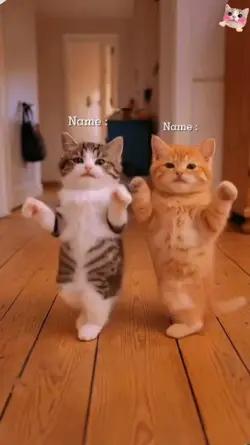 Cute Cat. 