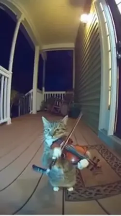 Cat playing 3am
