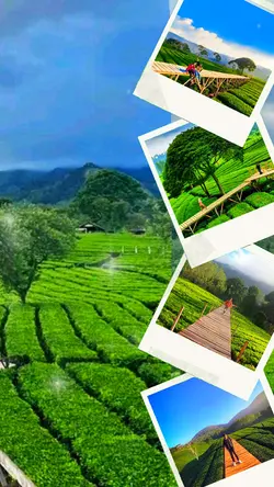 Kebun Teh Bandung