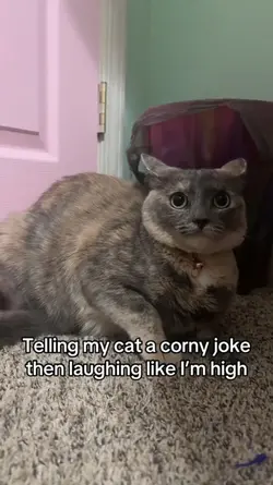 POOR CAT HAHAHAHAHAH