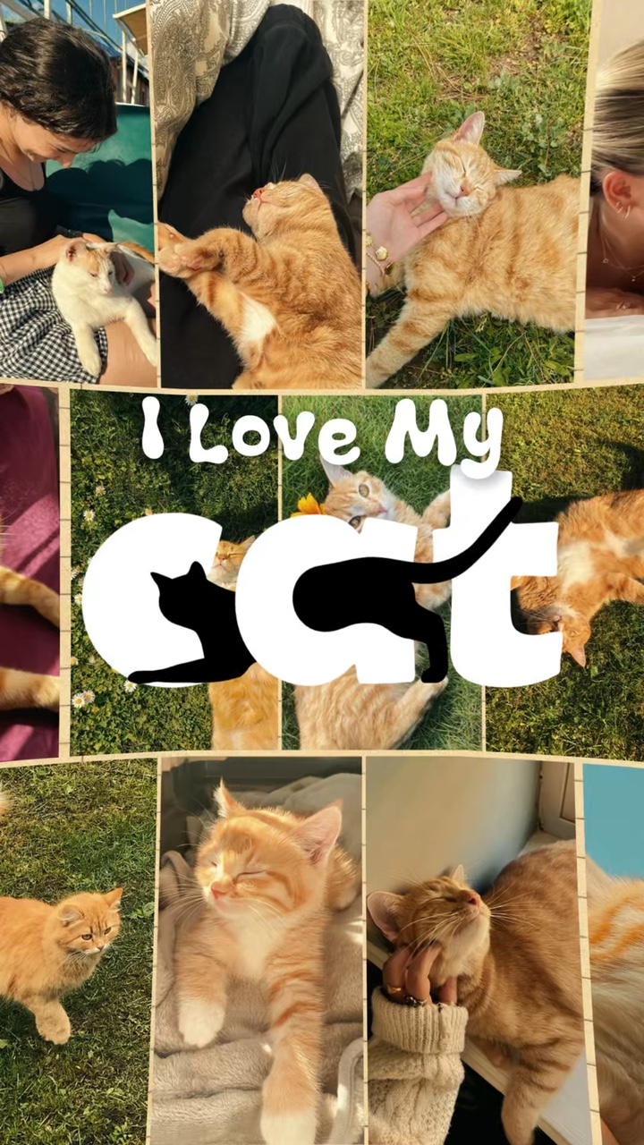 Amo a mi gato