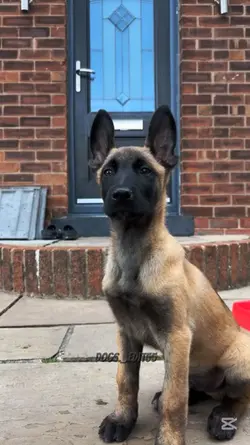 Malinois