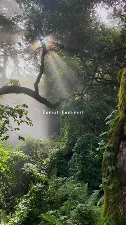 forest:for+rest