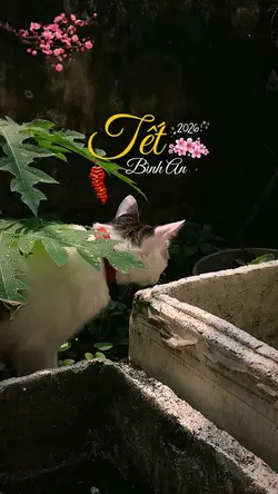Mẫu Tết Vlog 