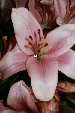 lillie’s. 