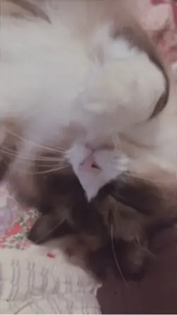 I love my cat