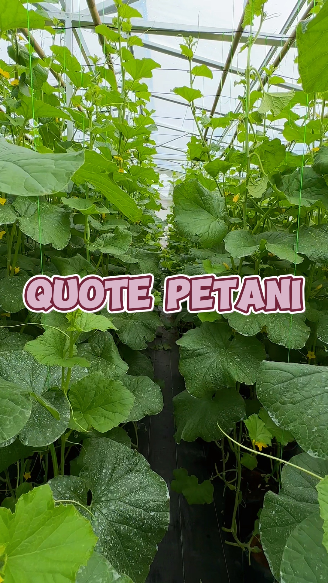 Status Harian Petani