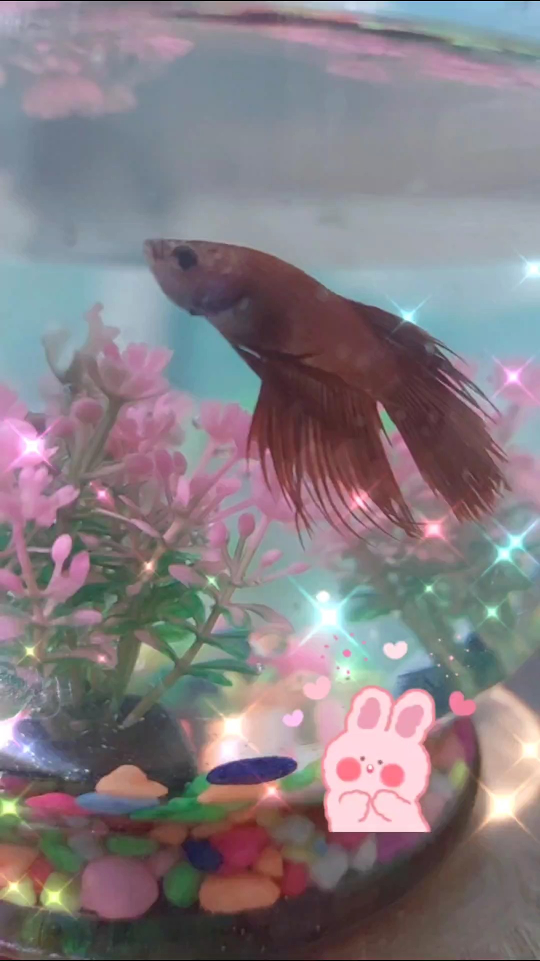 new fish tank decor