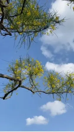 Kashmir 