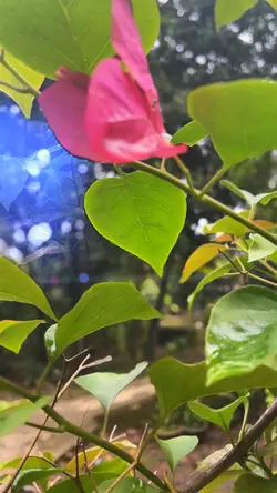 Cinematic HD 4K