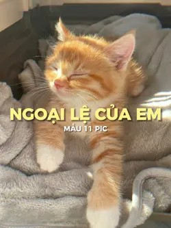 [11] Vì Anh Là