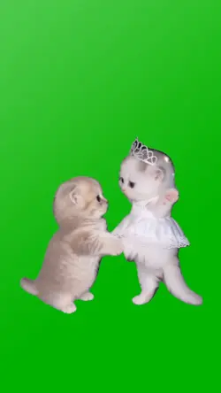 KITTIES SWEETDANCE
