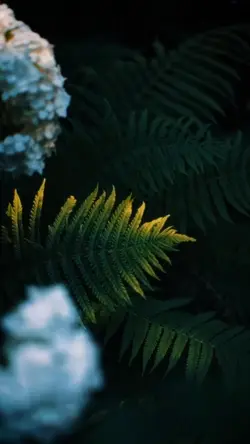 cinematic video