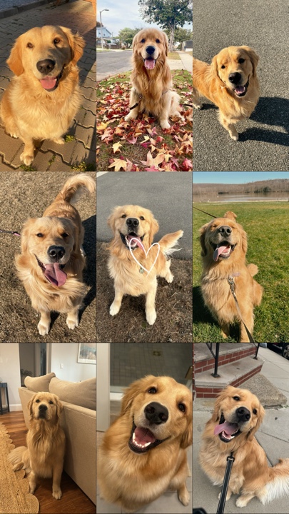 Hund bester Freund 