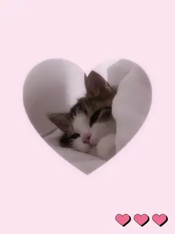 Cute cats K-pop 🎀