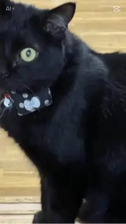 ネコが宇宙人に連れていかれた😱