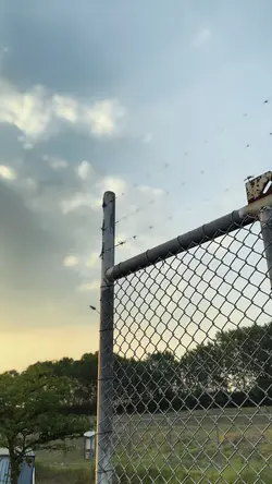 NIGHTCRAWLER BLUR BG