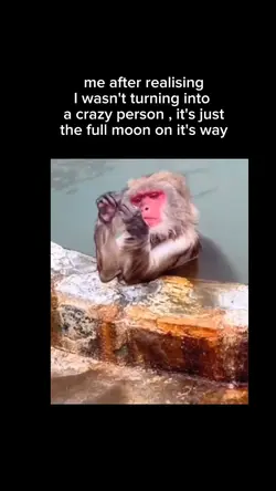 monkey meme