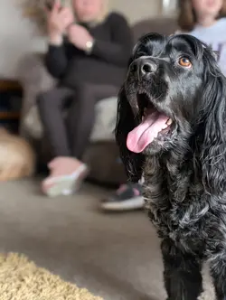 cocker spaniel <3