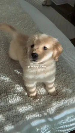 Pure happiness 