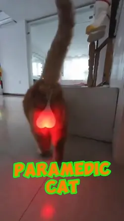 Paramedic Cat!❤️❤️❤️