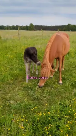 horse core 