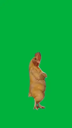 Rooster 