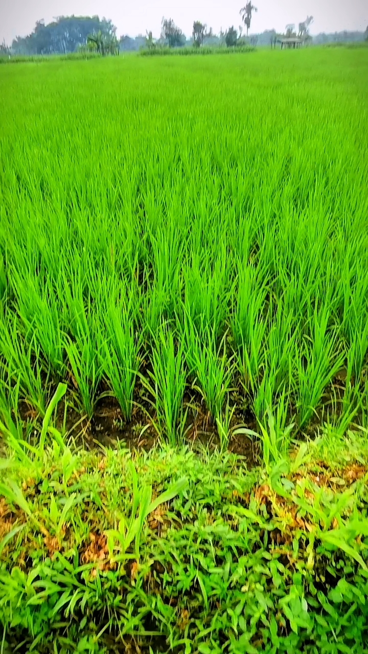 Pemandangan & Ngaji