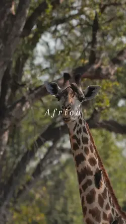 Africa 