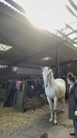 real life pegasus