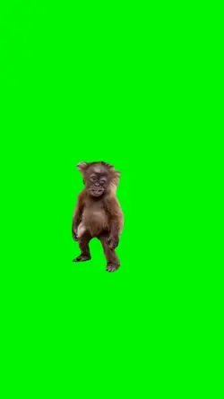 Stressed monkey