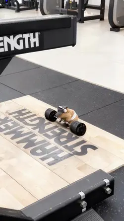 Gym Hamster