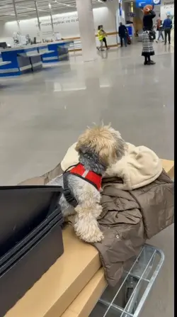 świątecznych nastrój