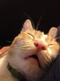 cat sleep