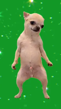 funny dog dance