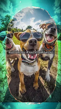หมาแน่นอน