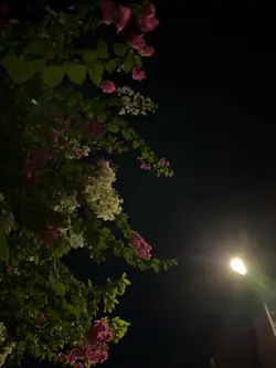 mẫu 1 video